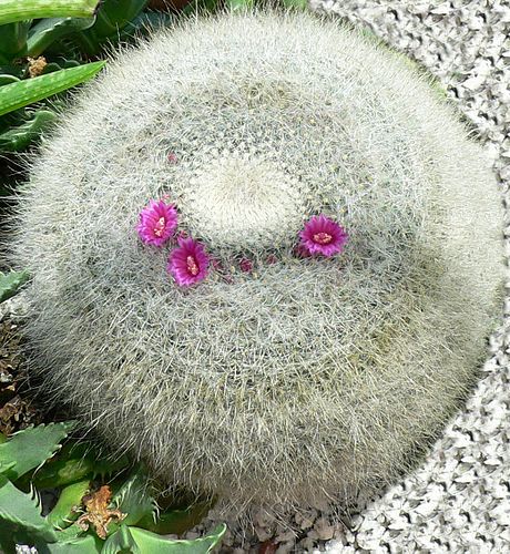 Mammillaria hahniana